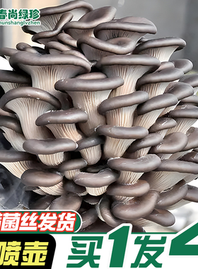 蘑菇种植包菌包菌种食用菌菌菇包平菇香菇室内家庭盆栽菇种家种