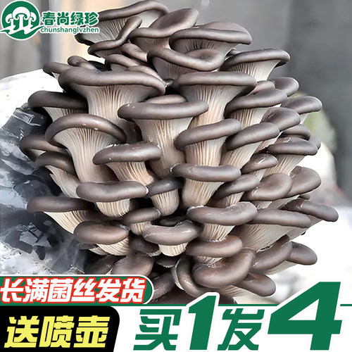 蘑菇种植包菌包菌种食用菌菌菇包平菇香菇室内家庭盆栽菇种家种