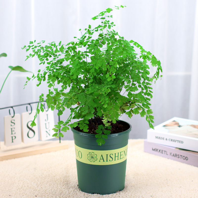 盆栽蕨类植物小叶铁线蕨