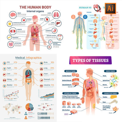 医学科技人体器官分布说明解剖结构图AI矢量设计素材
