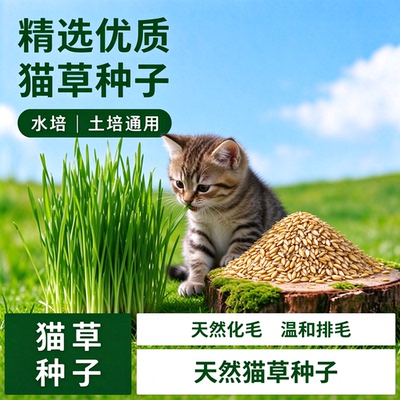 小麦粒大麦芽猫草种子排毛球