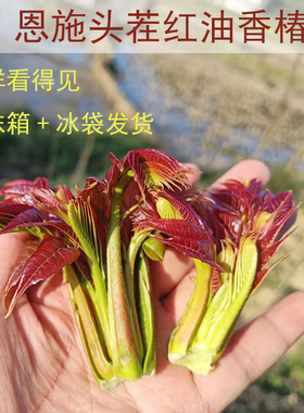恩施香椿芽铃新鲜春芽子露天头茬红椿现摘红油嫩芽春芽菜头香椿子
