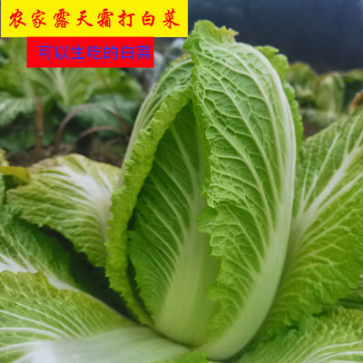 湖北恩施富硒露天打霜农家新鲜应季蔬菜绿色大白菜黄芽菜包心白菜