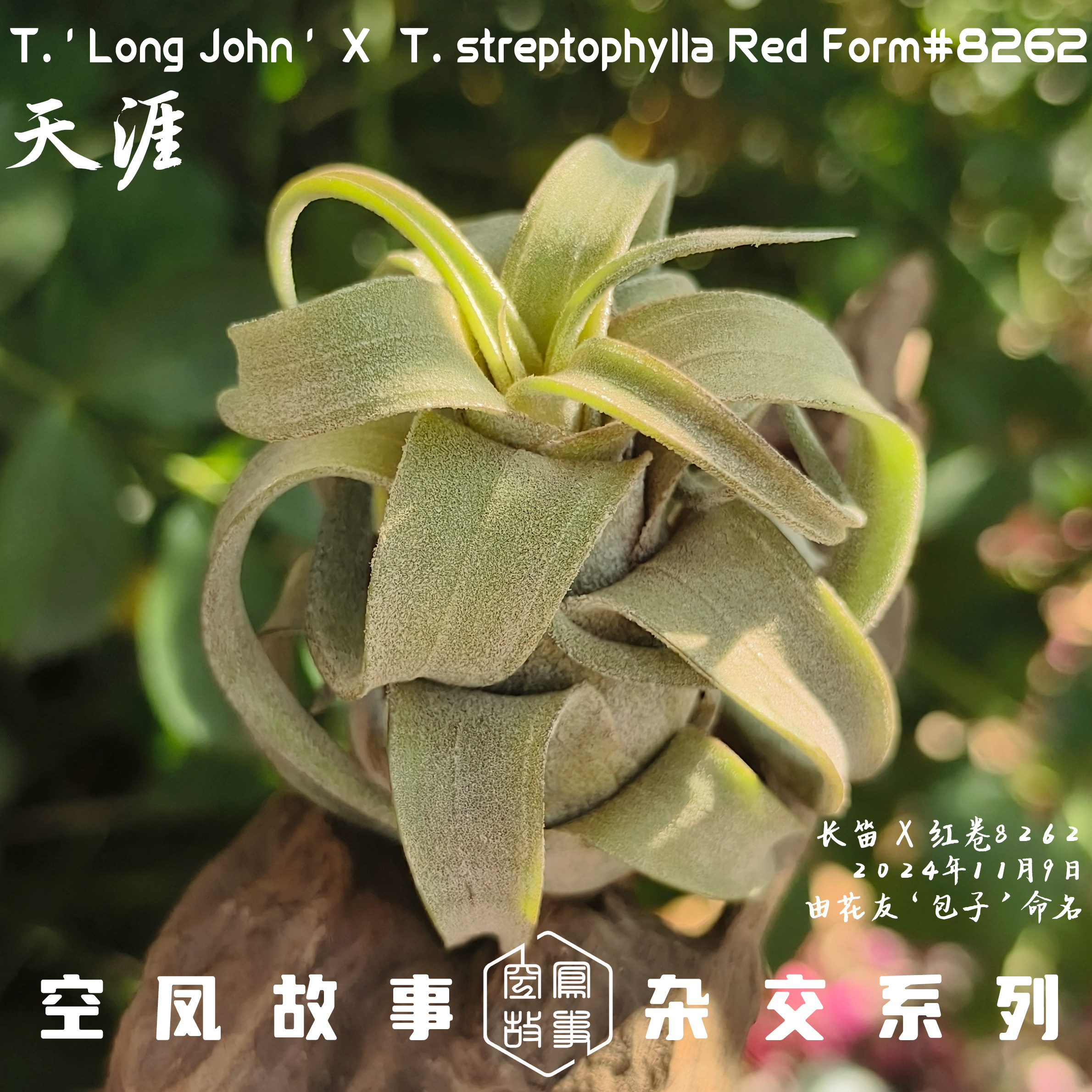天涯|长笛 x 红卷8262 空凤故事自育实生杂交空气凤梨