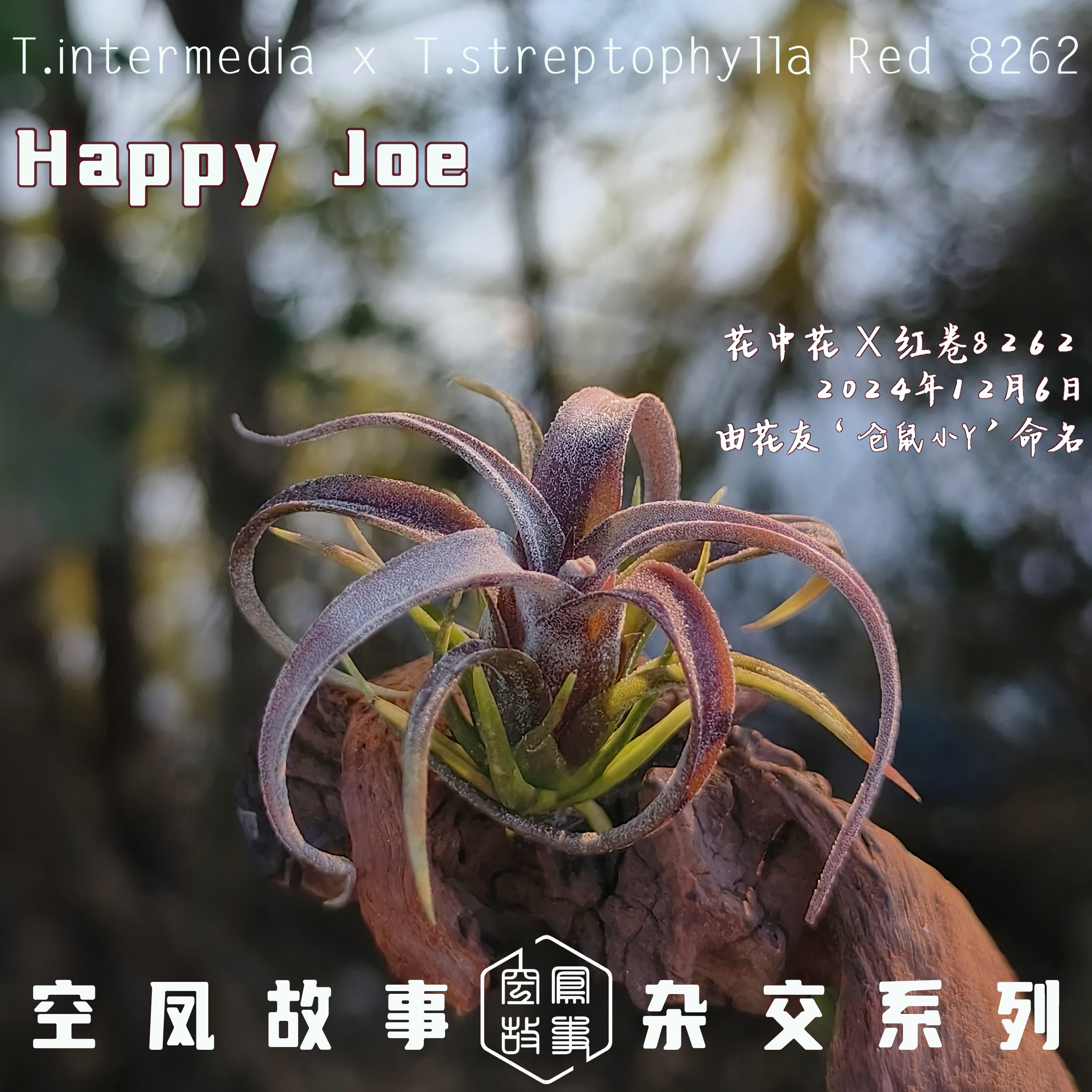Happy Joe|花中花 x 红卷8262 空凤故事自育实生杂交空气凤梨