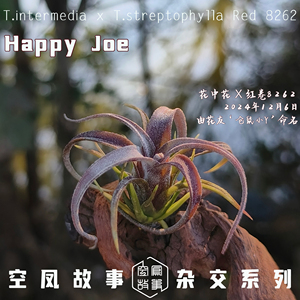 Happy Joe｜花中花 x 红卷8262 空凤故事自育实生杂交空气凤梨