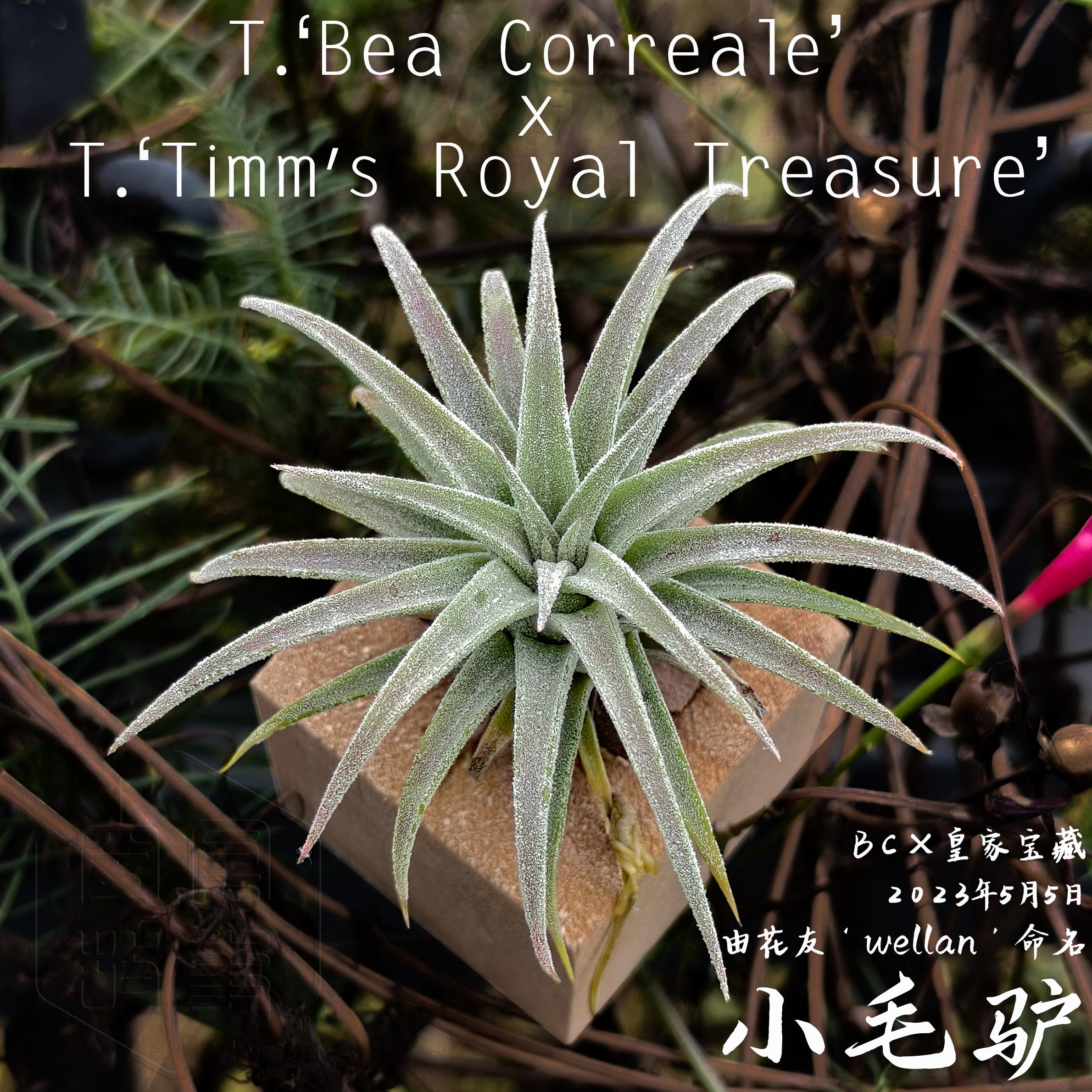 小毛驴｜BC x 皇家宝藏 空凤故事自杂品种 室内绿植空气凤梨