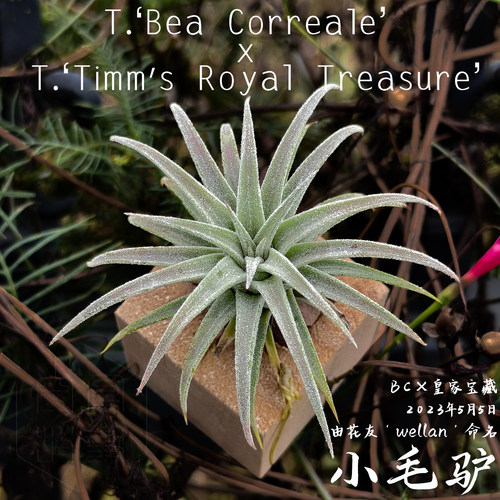 小毛驴｜BC x 皇家宝藏 空凤故事自杂品种 室内绿植空气凤梨
