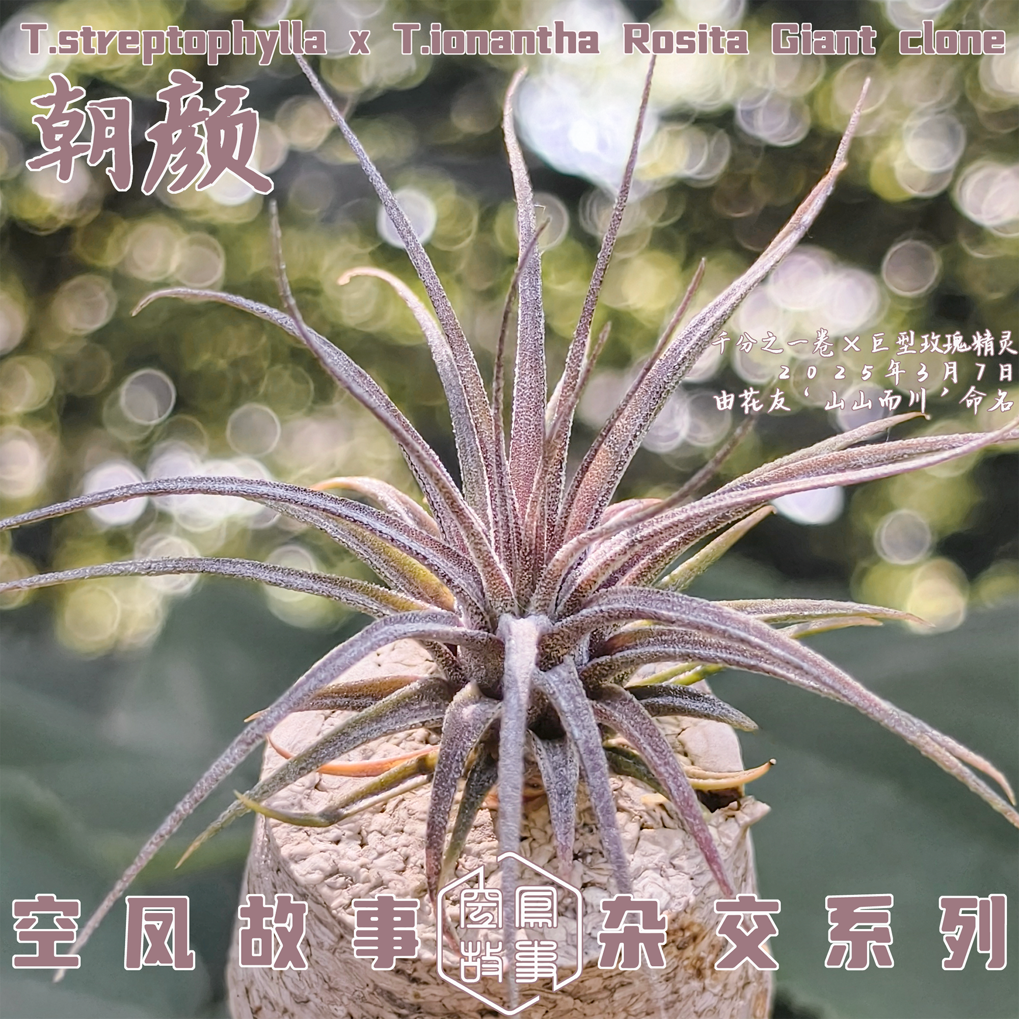 空气凤梨朝颜｜千分之一卷 x 巨型玫瑰精灵 空凤故事自育实生杂交