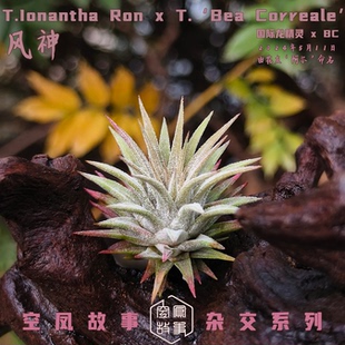 空凤故事自杂品种 空气凤梨 室内绿植 风神｜国际龙