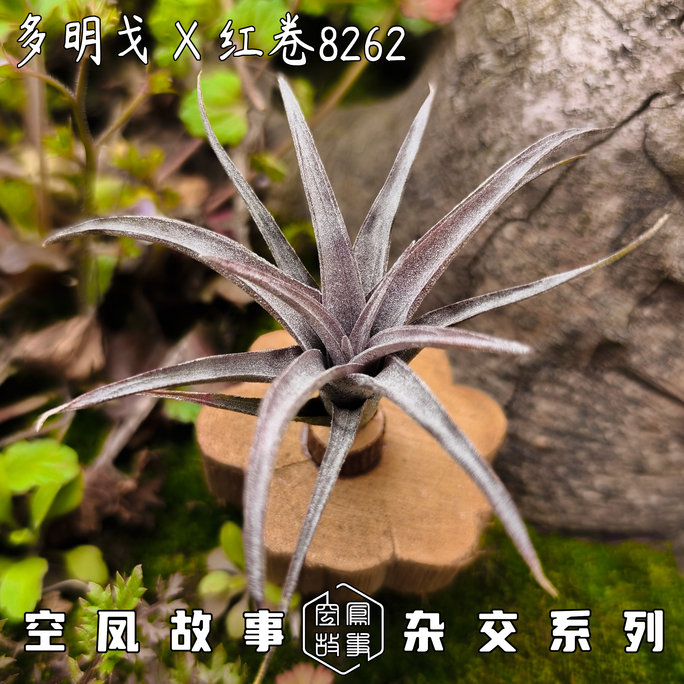 多明戈 × 红卷8262 空凤故事自育实生杂交空气凤梨 - 实物图