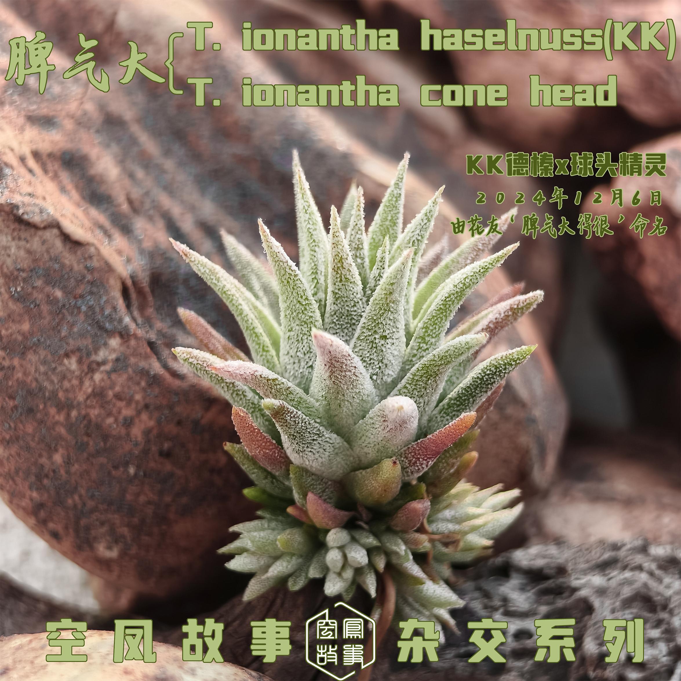 自杂品种室内绿植空气凤梨