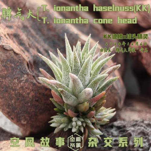 空气凤梨 脾气大｜KK德榛 x 球头精灵 空凤故事自杂品种 室内绿植