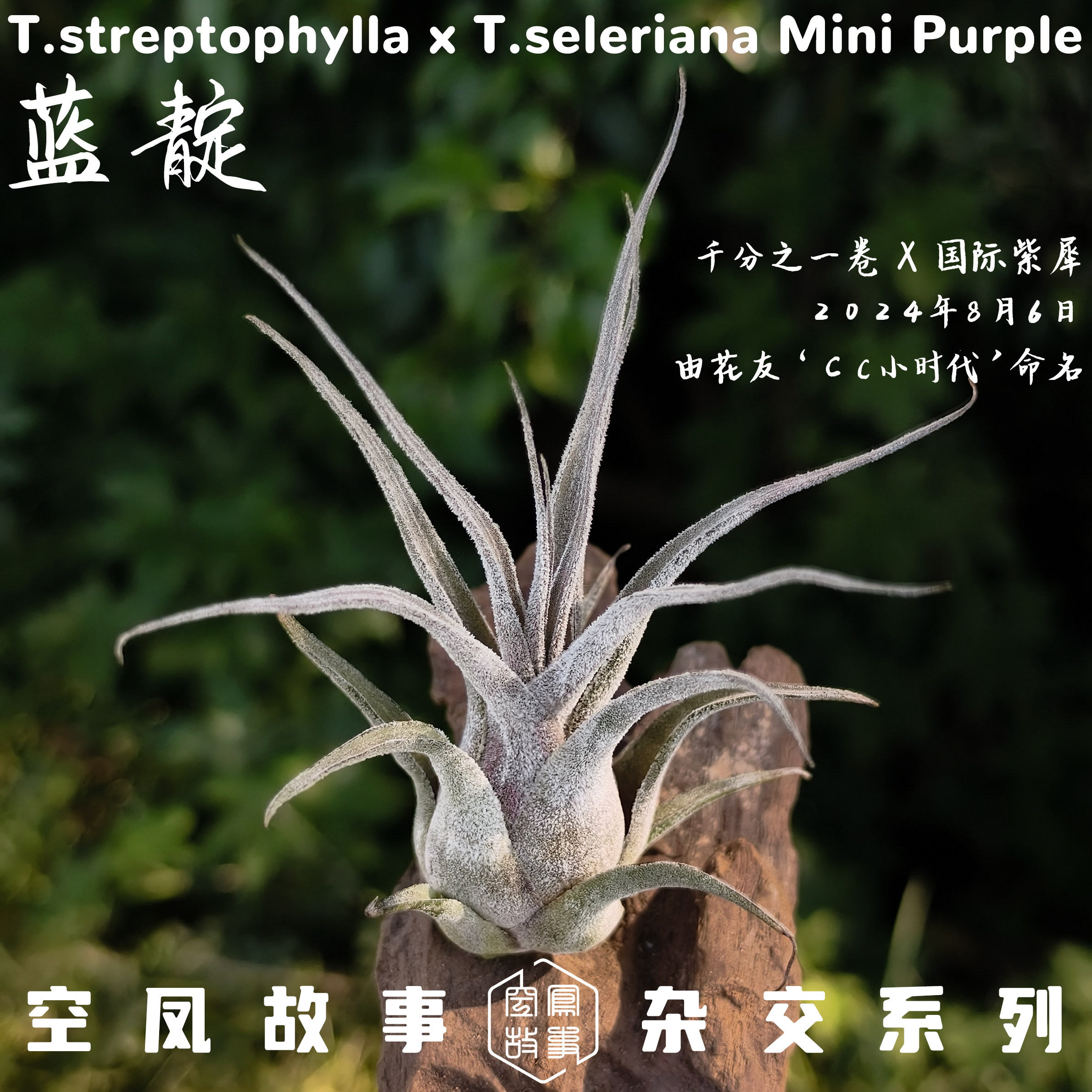 蓝靛 | 千分之一卷 x 紫犀 空凤故事自杂品种 室内绿植空气凤梨