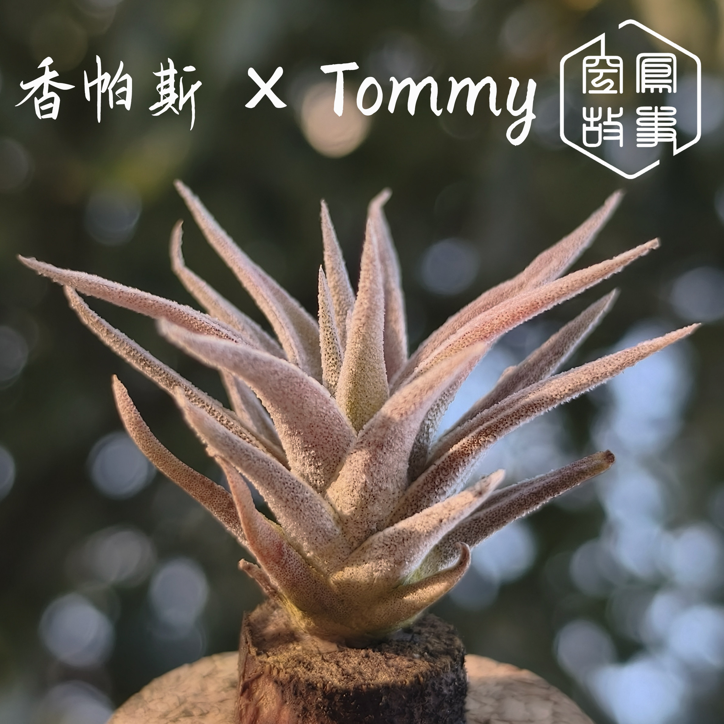 香帕斯×Tommy 空凤故事自育实生杂交空气凤梨