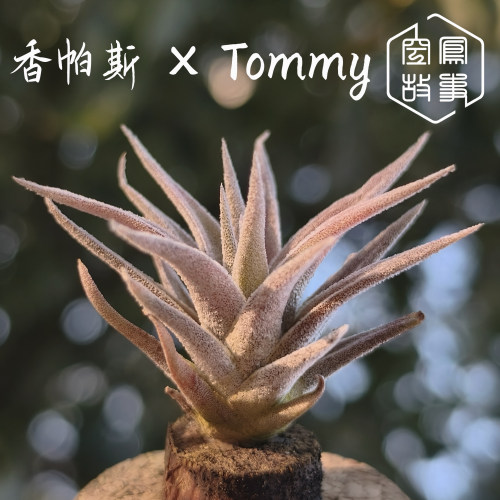 香帕斯×Tommy 空凤故事自育实生杂交空气凤梨