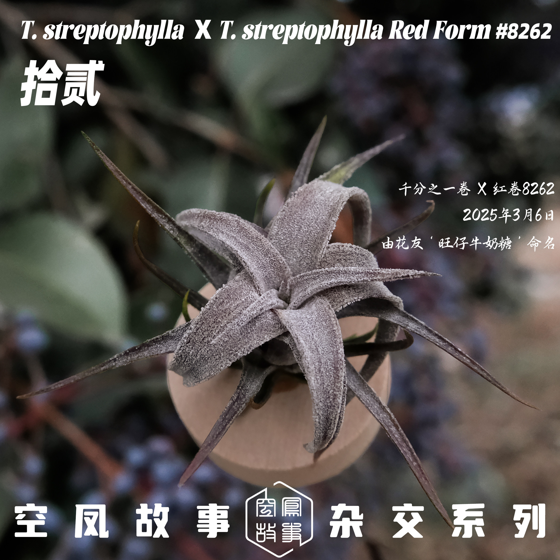 空气凤梨拾贰｜千分之一卷 x 红卷8262 空凤故事自育实生杂交