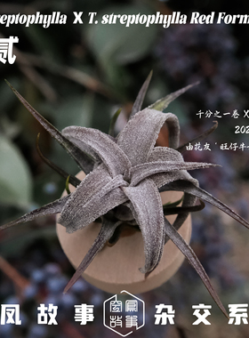 空气凤梨拾贰｜千分之一卷 x 红卷8262 空凤故事自育实生杂交