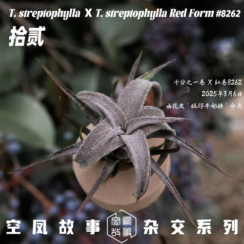 空气凤梨拾贰｜千分之一卷 x 红卷8262 空凤故事自育实生杂交