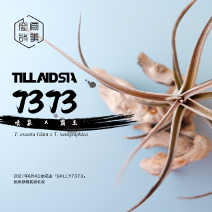 空凤故事自杂品种 霸王 室内绿植空气凤梨 7373｜喷泉