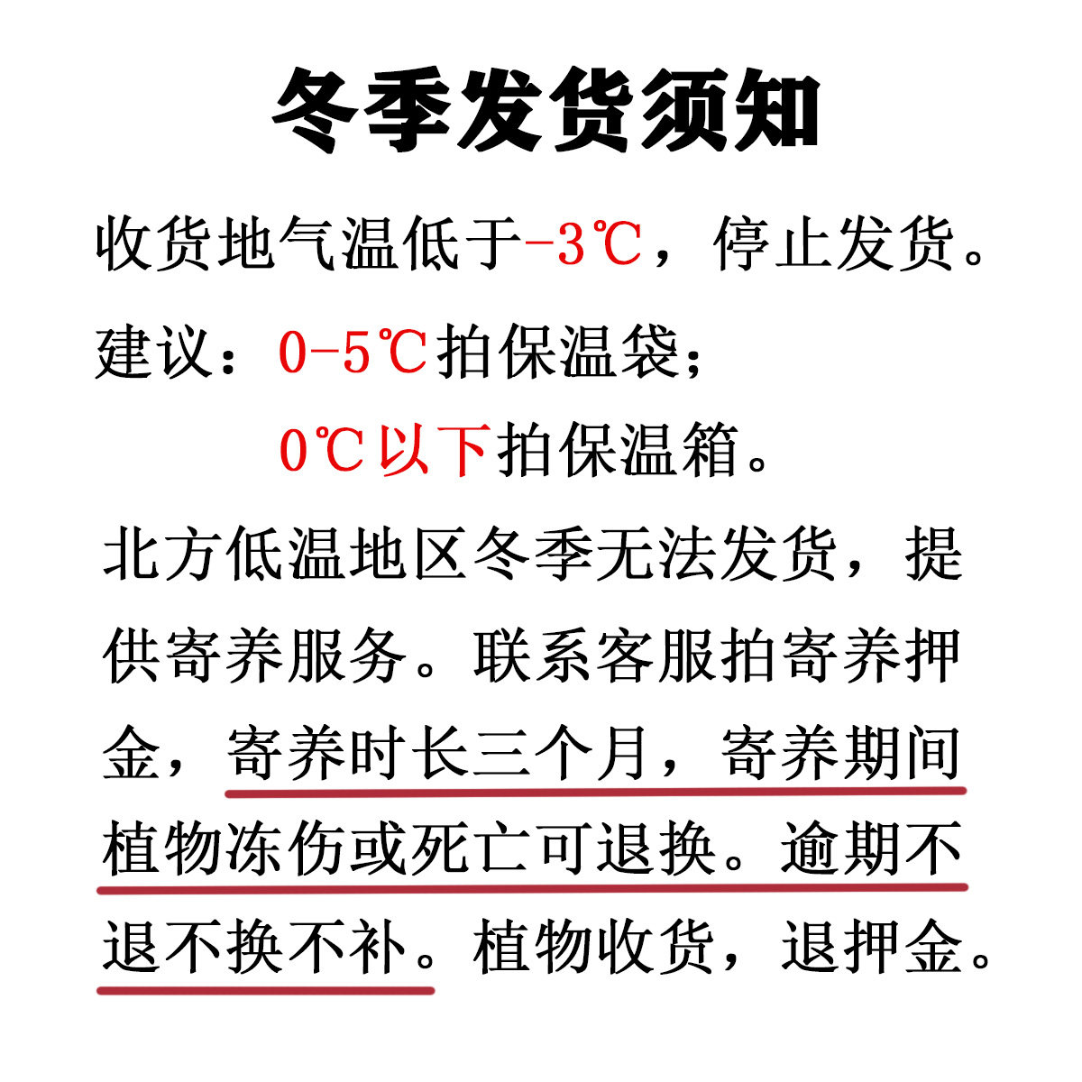 空气凤梨办公室趣味植物