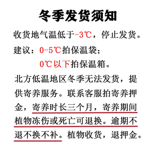 空凤故事 空气凤梨发货保温链接 冬季