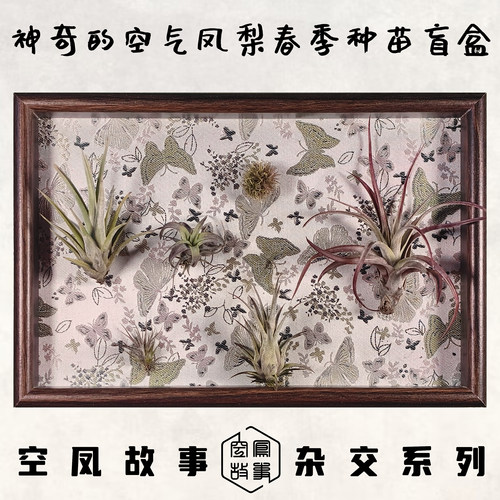 神奇的空气凤梨春季种苗盲盒