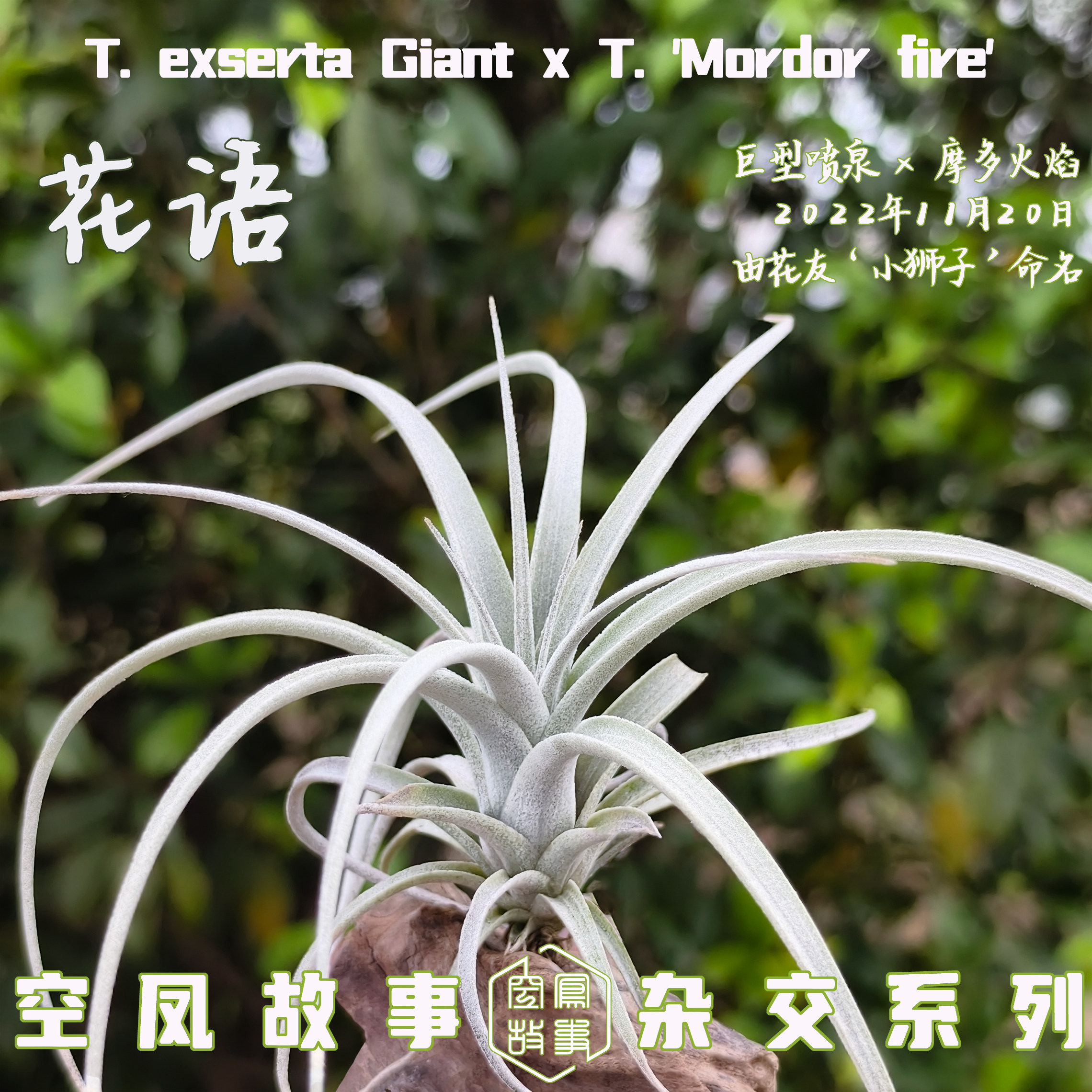 花语｜喷泉 x（花中花 x 精灵)  空凤故事自杂品种空气凤梨