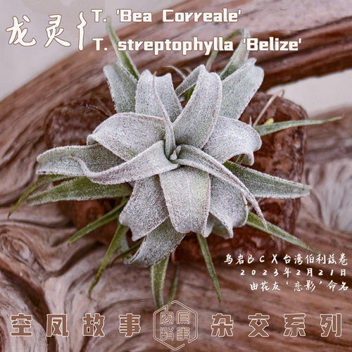 龙灵|BC x 伯利兹卷 空凤故事自杂品种 室内绿植空气凤梨