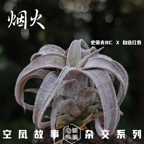 空气凤梨烟火（大）｜史蒂夫BC x 自选红卷 空凤故事自育实生杂交