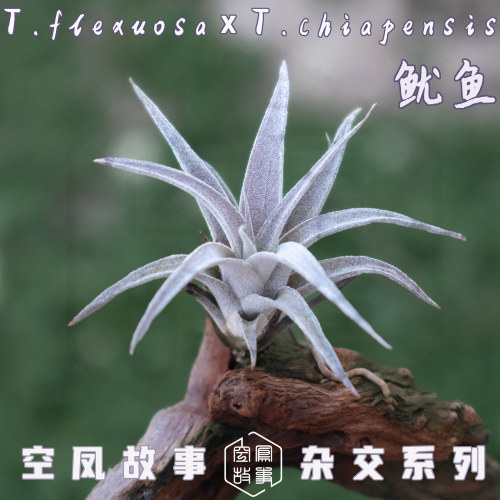 鱿鱼｜旋风 x 香槟 空凤故事自杂品种 室内绿植空气凤梨