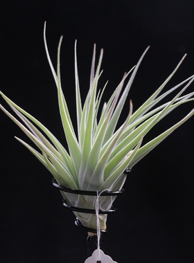 空气凤梨鸟岩 EI chapo茶婆 精选室内绿植花卉美观桌面空凤故事