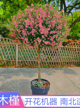 小木槿花树苗盆栽花卉植物室内花阳台好养棒棒糖型四季开花小植物