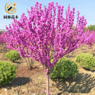 高杆紫荆树苗庭院大型耐寒绿化观赏风景树苗盆栽紫荆丛生紫荆花苗