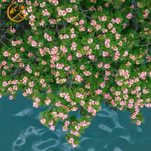 合欢花树苗芙蓉树别墅庭院耐寒绿化风景树盆栽植物绒花树合欢树苗