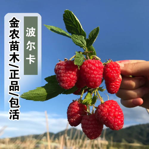 双季无刺波尔卡红树莓苗盆栽地栽爬藤纯甜覆盆子树苗南方北方种植