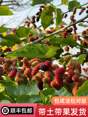 树苗桑葚果桑树苗当年结果嫁接泰国黑桑无籽长桑苗南北方四季种植