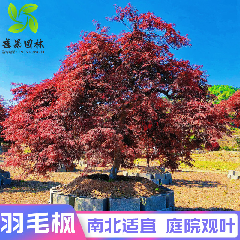 原生羽毛枫树苗日本垂枝红羽毛枫盆栽红枫别墅绿化耐寒彩叶风景树图片