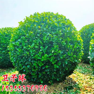 卫矛球树苗庭院耐寒四季常青绿化风景树篱笆墙植物卫矛冬青球小苗