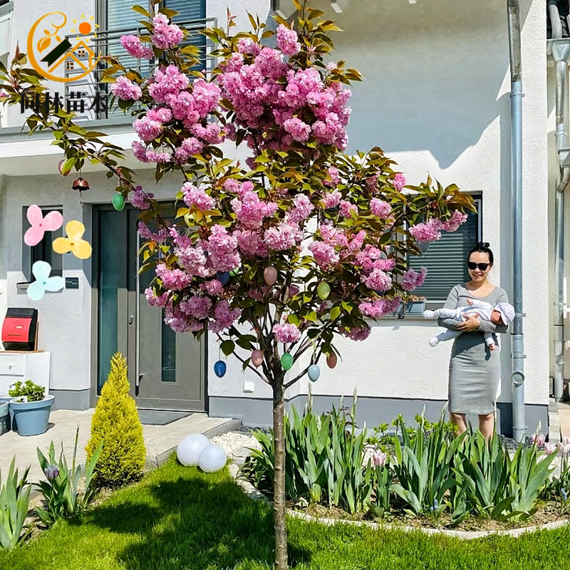 高杆樱花树苗日本嫁接晚樱花树苗别墅盆栽庭院耐寒风景树樱花小苗图片