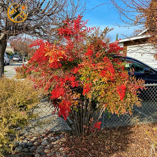 火焰南天竹树苗盆栽丛生南天竹老桩盆景庭院绿化四季常青植物花卉