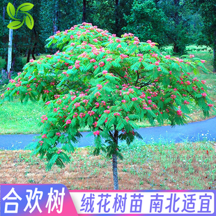 合欢花树苗盆栽合欢花小苗绒花树苗芙蓉花庭院绿化大型遮阳风景树