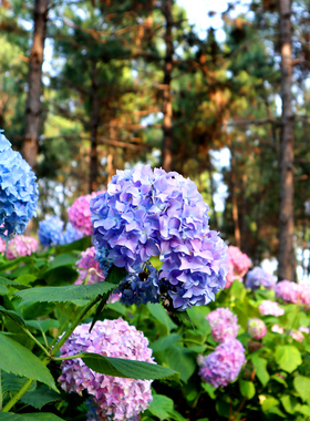 绣球花苗盆栽花卉植物室内好养的花四季开花不断无尽夏大花易成活