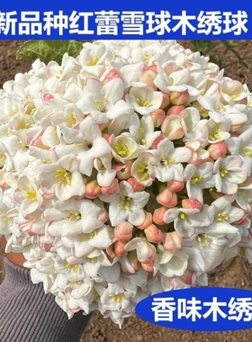 新品种大叶布克木绣球,浓香味木本绣球,粉色,红蕾雪球树苗
