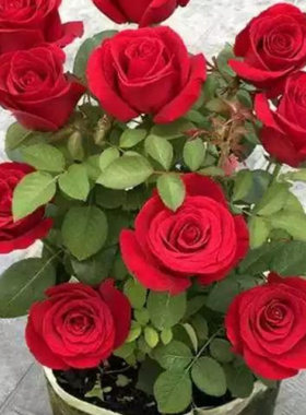 云南玫瑰花卉绿植花苗种植基地直发月季盆栽地栽四季种植开花