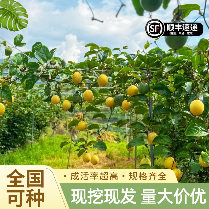 百香果树苗黄金钦蜜9号百香果嫁接爬藤南方种植四季地栽水果树苗图片