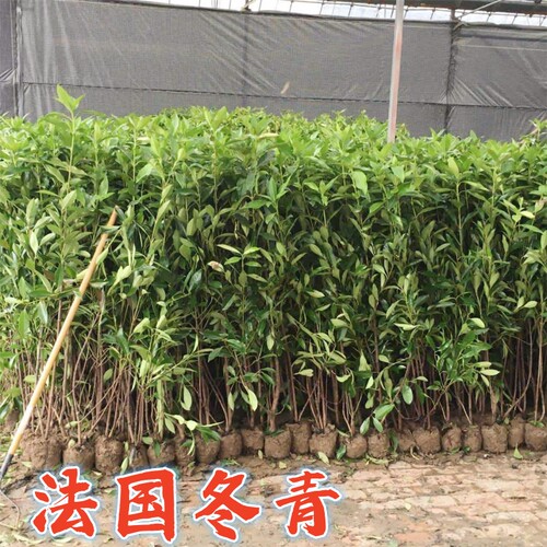 法国冬青树苗别墅庭院耐寒四季常青绿化篱笆墙风景植物北海道黄杨