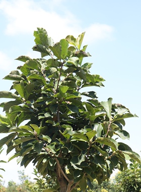 佛门圣树菩提树苗 正宗金刚菩提树苗 平安树苗 星月 凤眼菩提树苗