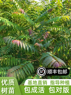 香椿树苖新鲜红油四季早采摘正宗春芽树苗食用盆栽地栽矮化香椿苗