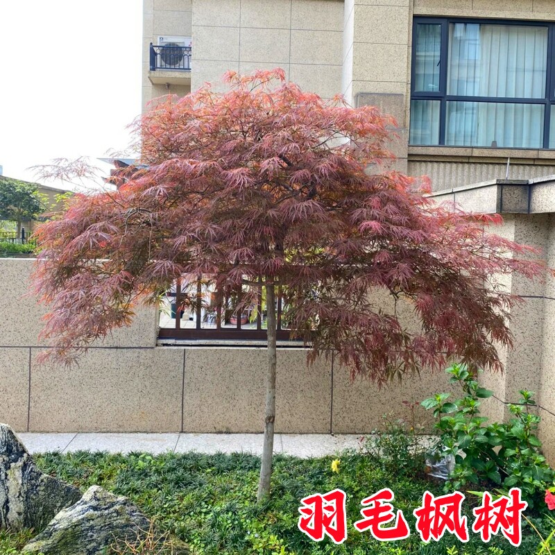 原生羽毛枫树苗日本垂枝红羽毛枫盆栽红枫别墅绿化耐寒彩叶风景树图片